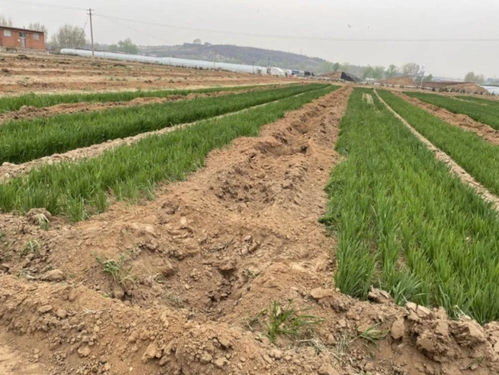 綿陽暴力事件引發社會警醒，法律與安全意識須雙管齊下